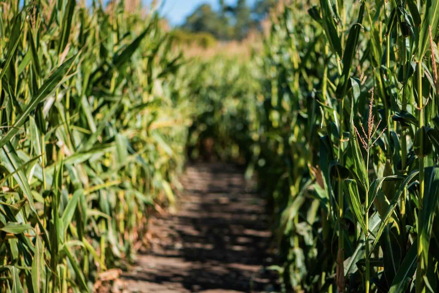 Corn Maze